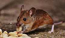 24 Hour & Emergency Exterminators in Crystola, CO